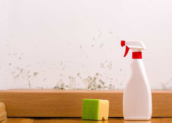 mold remediation jacksonville fl