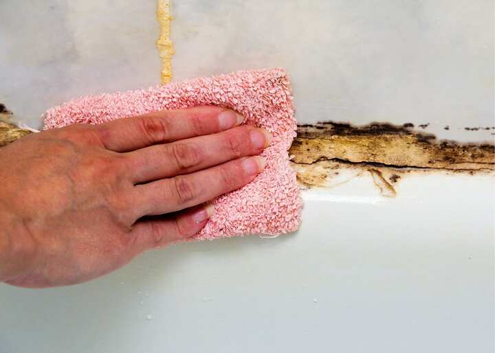mold remediation jacksonville fl