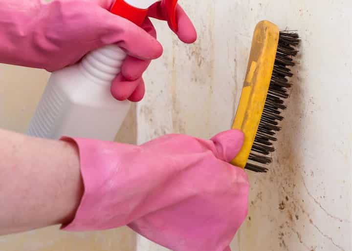 mold remediation jacksonville fl