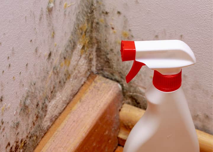 mold remediation jacksonville fl