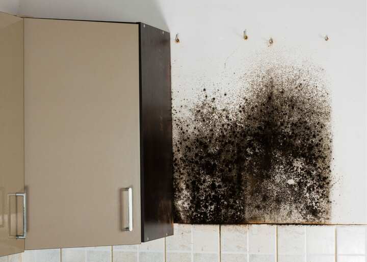 mold remediation jacksonville fl