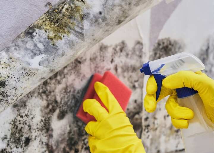 mold remediation jacksonville fl
