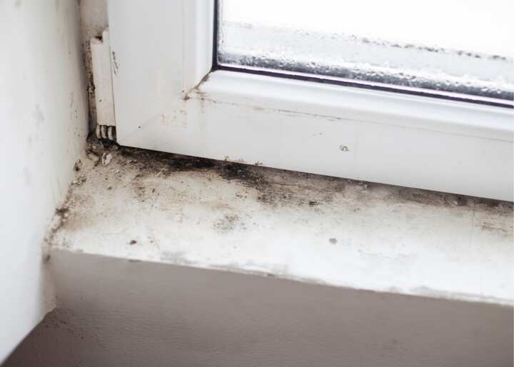 mold remediation jacksonville fl