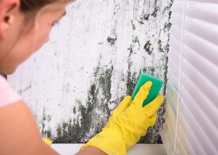 mold remediation jacksonville fl