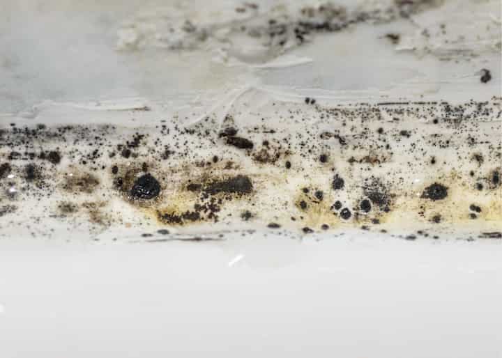 mold remediation jacksonville fl