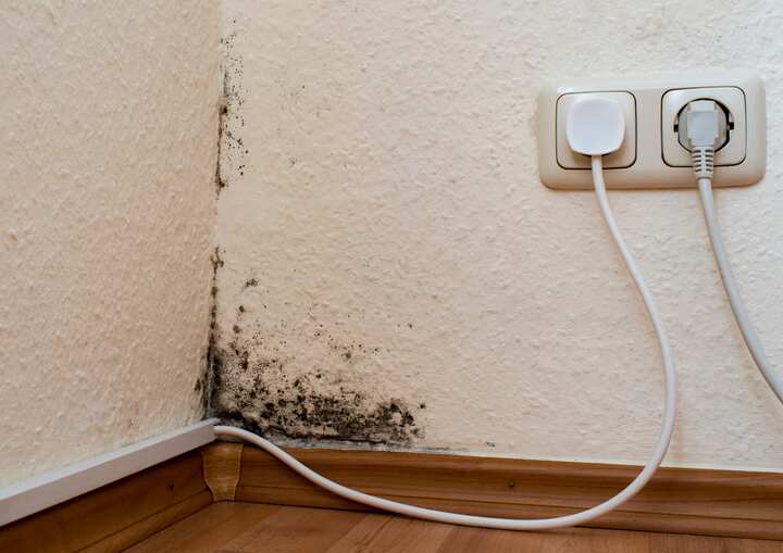 mold remediation jacksonville fl
